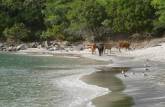 Vacas e gaivotas são as únicas frequentadoras de Anse La Roche, a mais bela praia de Carriacou, ilha ao norte de Granada, no sul do Caribe